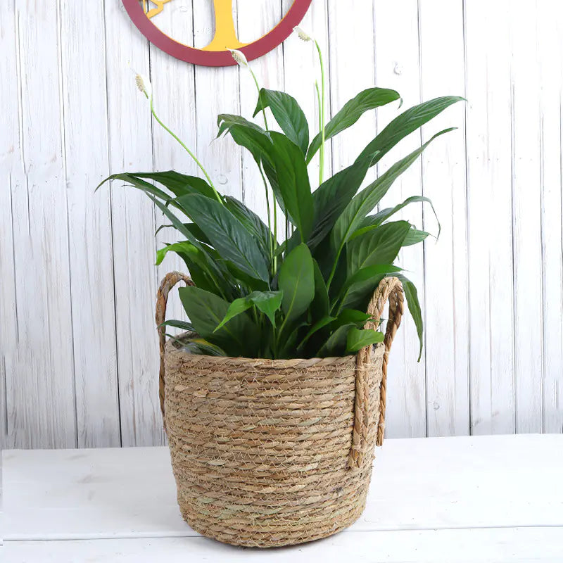 Creative Woven Rattan Flower Basket for Home Decor